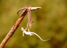 99 Perfectly Timed Animal Photos