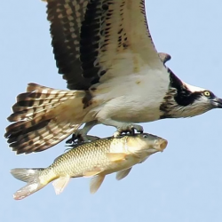 Thumbnail image for 99 Perfectly Timed Animal Photos