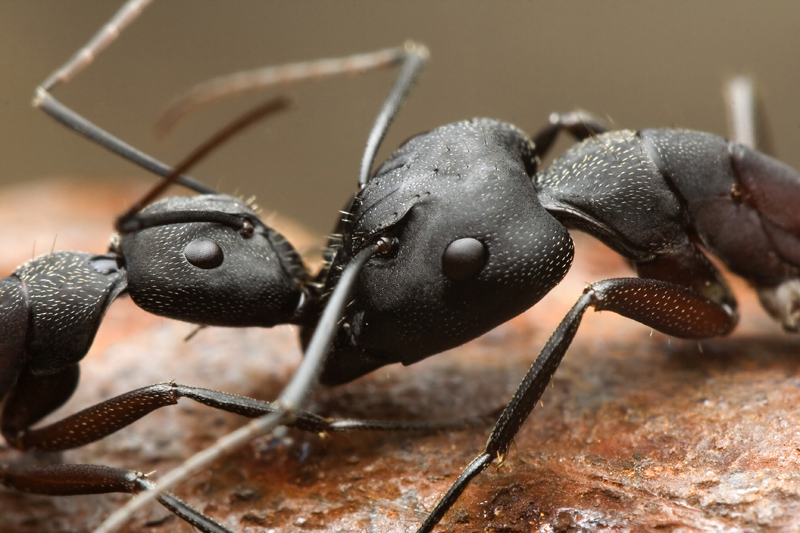 50 Best Pictures of Ants