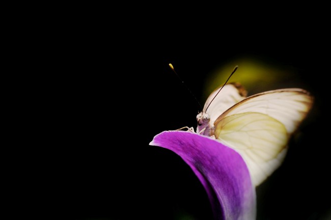 Pictures of Butterflies