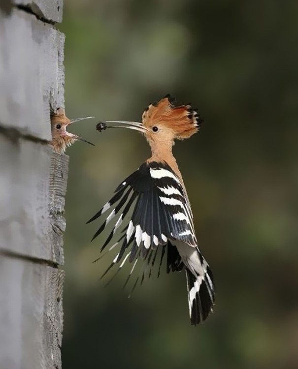amazing-animal-pictures-38