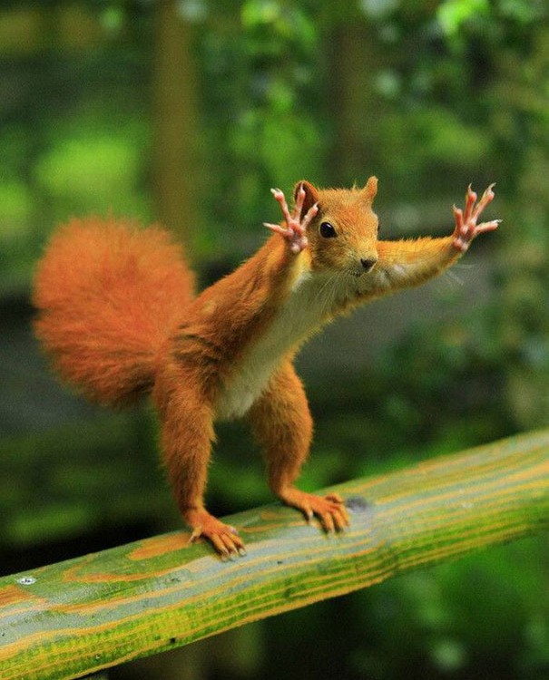 amazing-animal-pictures-39