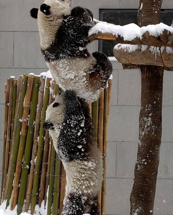 amazing-animal-pictures-43