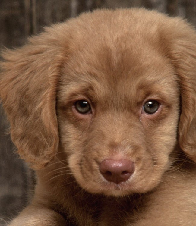 Sad Puppy