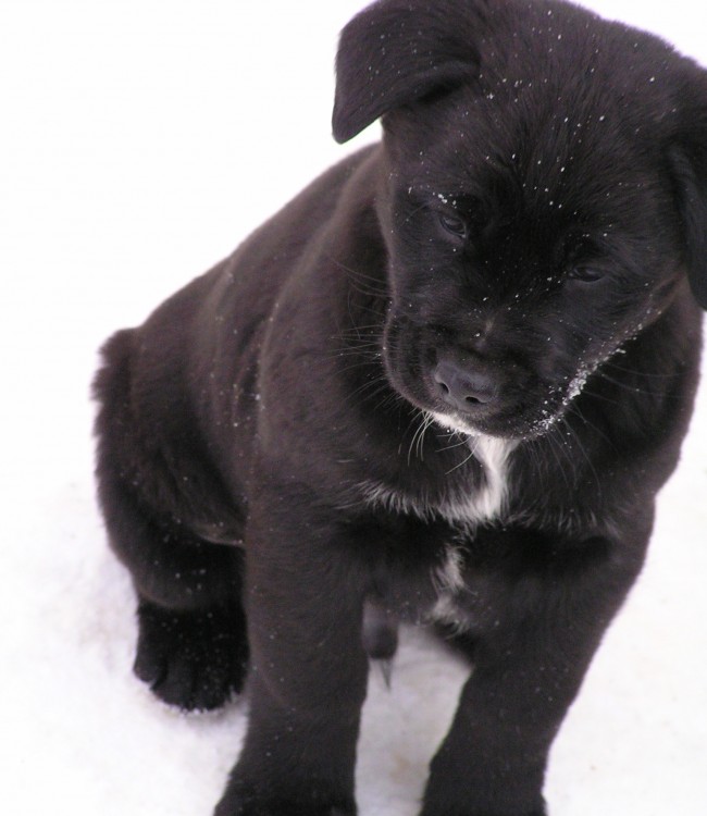 Images of Sad Puppy Faces
