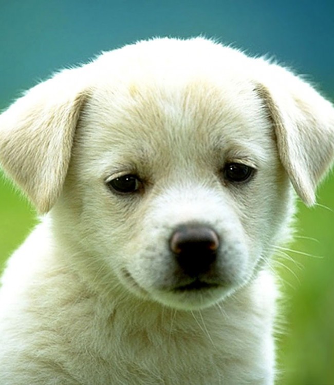 Photo of Sad Puppy Faces Wallpaper
