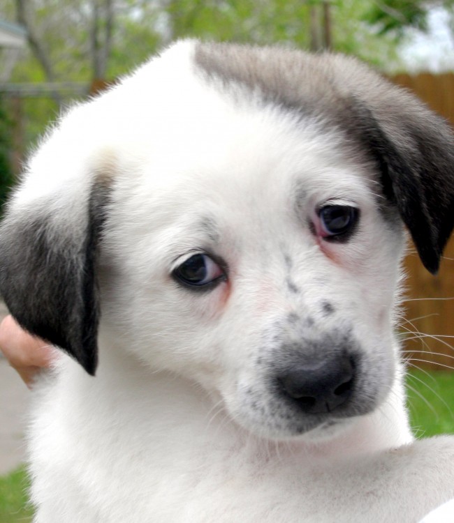Sad Puppy Faces Wallpapers Picture