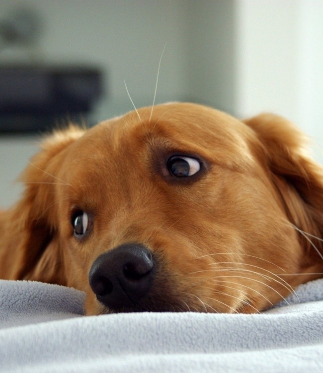 Image of Sad Puppy