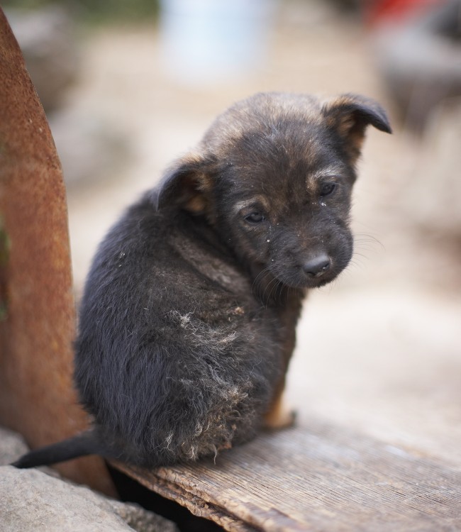 Photo of Sad Puppy