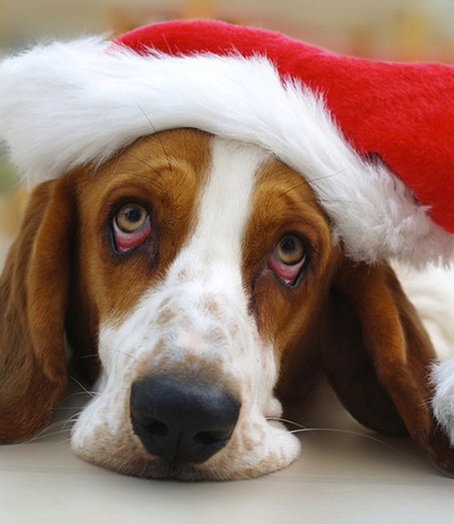 Photos of Sad Puppy