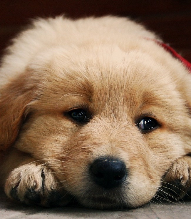 Pictures of Sad Puppy
